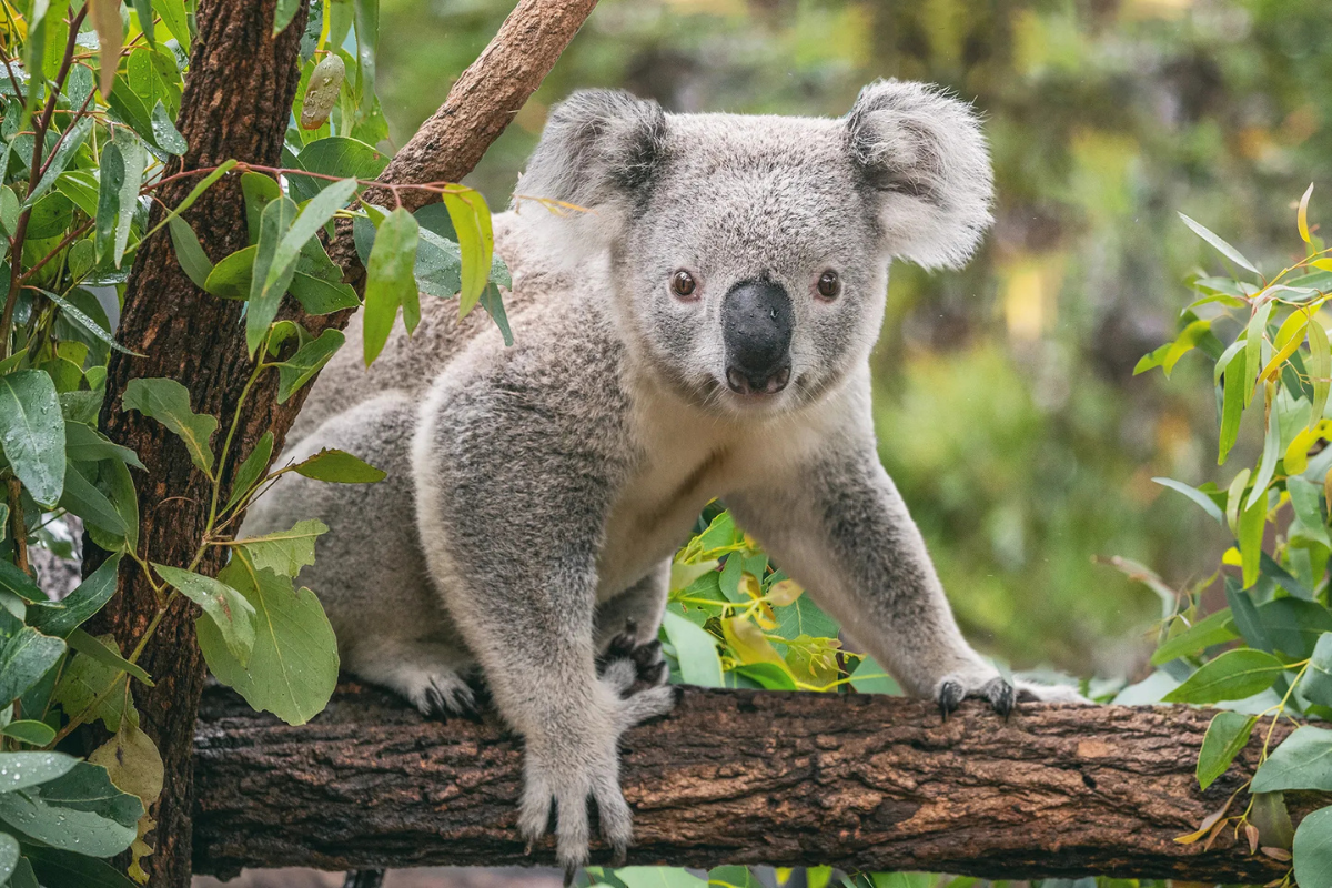 A koala sitting on a tree branch surrounded by green eucalyptus leaves, looking directly at the camera.